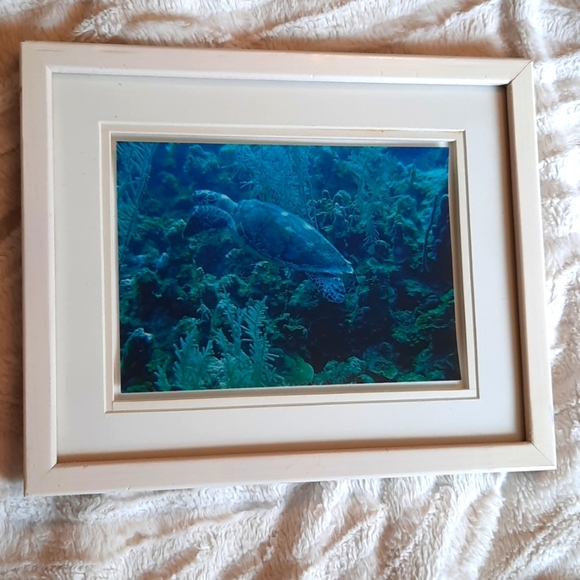 Sea Turtle 2005 photo turquoise picture - Picture 5 of 5